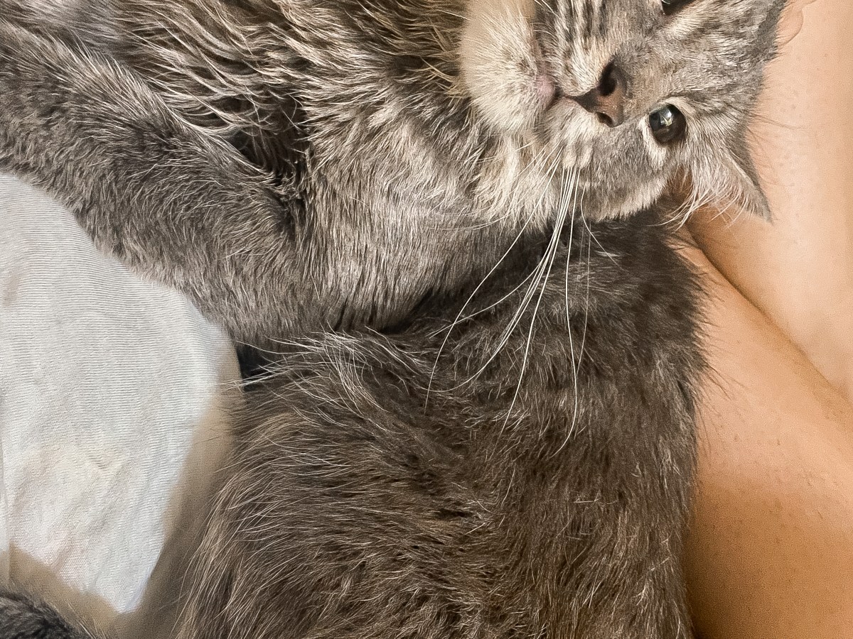 Unleashing Joy: How Having a Pet Can Improve Your&nbsp;Life